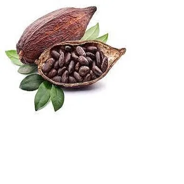 Good Quality Dried Cocoa Beans from factory