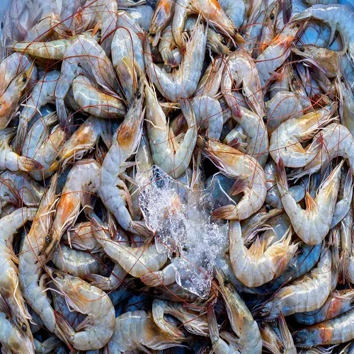 delicious food sea products fresh frozen shrimp price