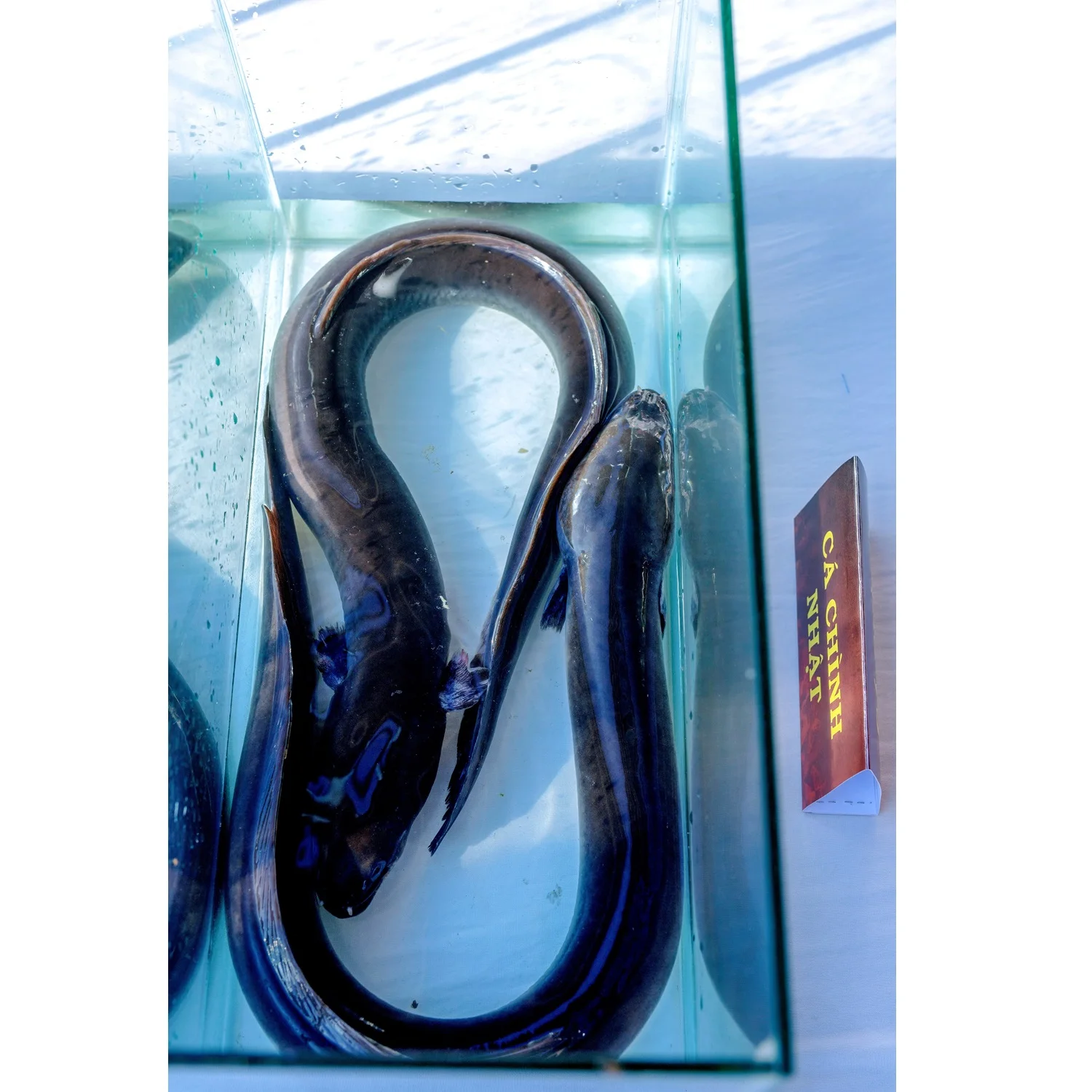 Ready To Ship Japanese Eel Food Cooking Vacuum Pack Block Organic Vitamins Nature Frozen Seafood From Vietnam