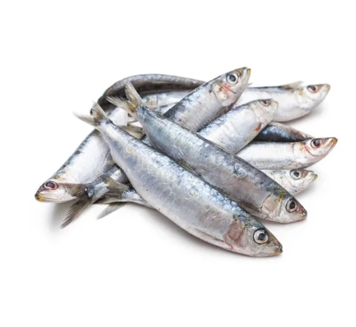 Sardine Fish Frozen Frozen Sardines Manufactures BQF Whole Round Sardine Fish