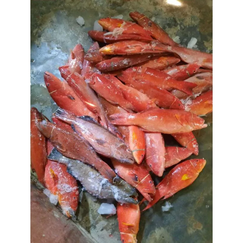 High Quality Marine Product (Fresh Grouper Fish) Competitive Price From Makassar City South Sulawesi Indonesia