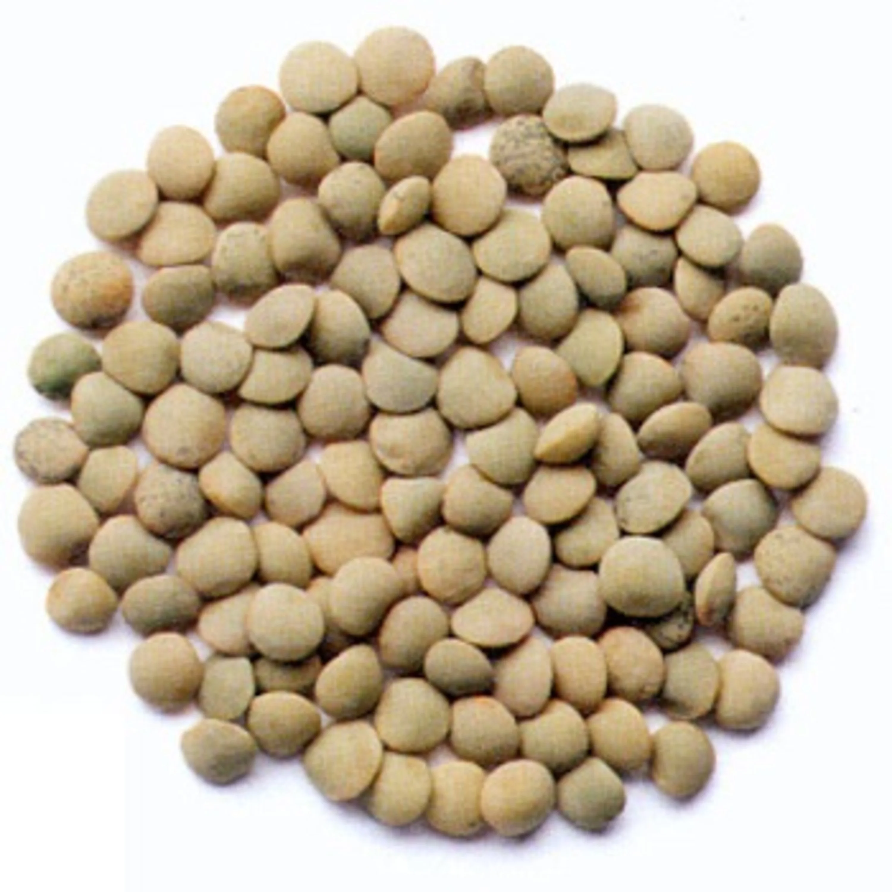 Wholesale High quality new crop green lentils natural pure green lentils with competitive price non gmo product for sale