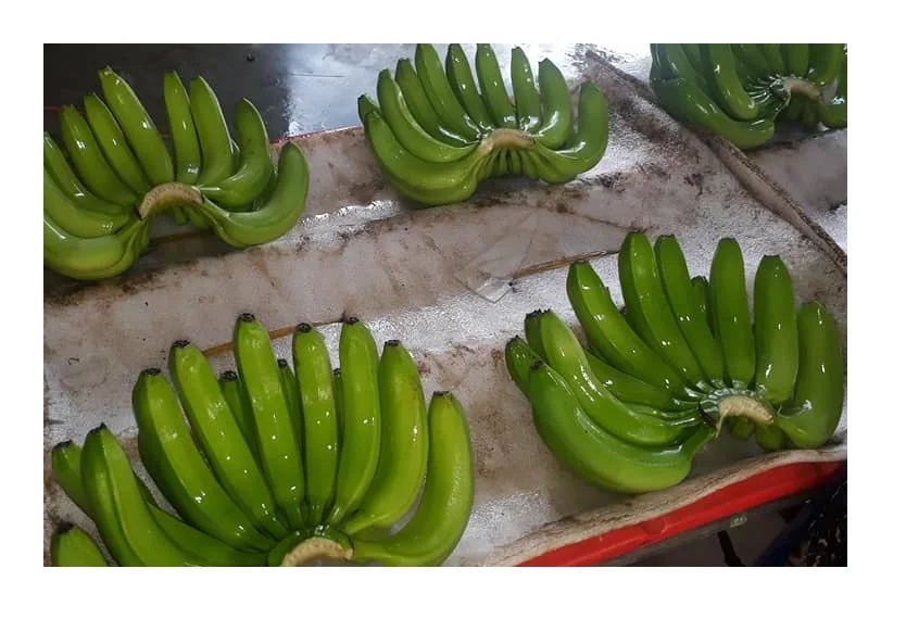 Hot Sale Fresh Bananas Green Cavendish Banana / Tropical Plantains Fresh Green Bananas Cavendish Fresh Fruit From Vietnam