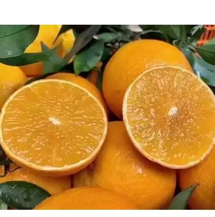 Chinese fresh navel orange cheap price, delicious and juicy cheap navel orange