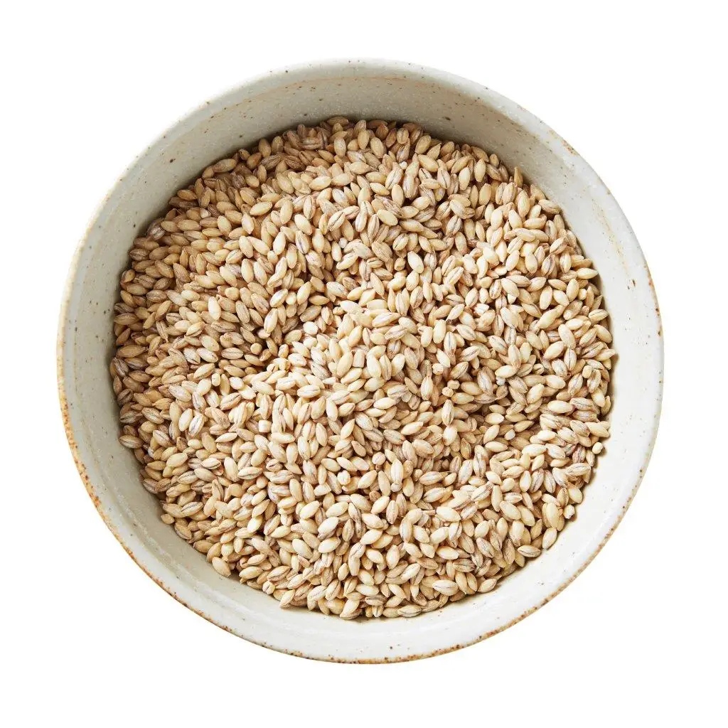 Wholesale Good Quality Beneficial in Nutrients Barley Grains
