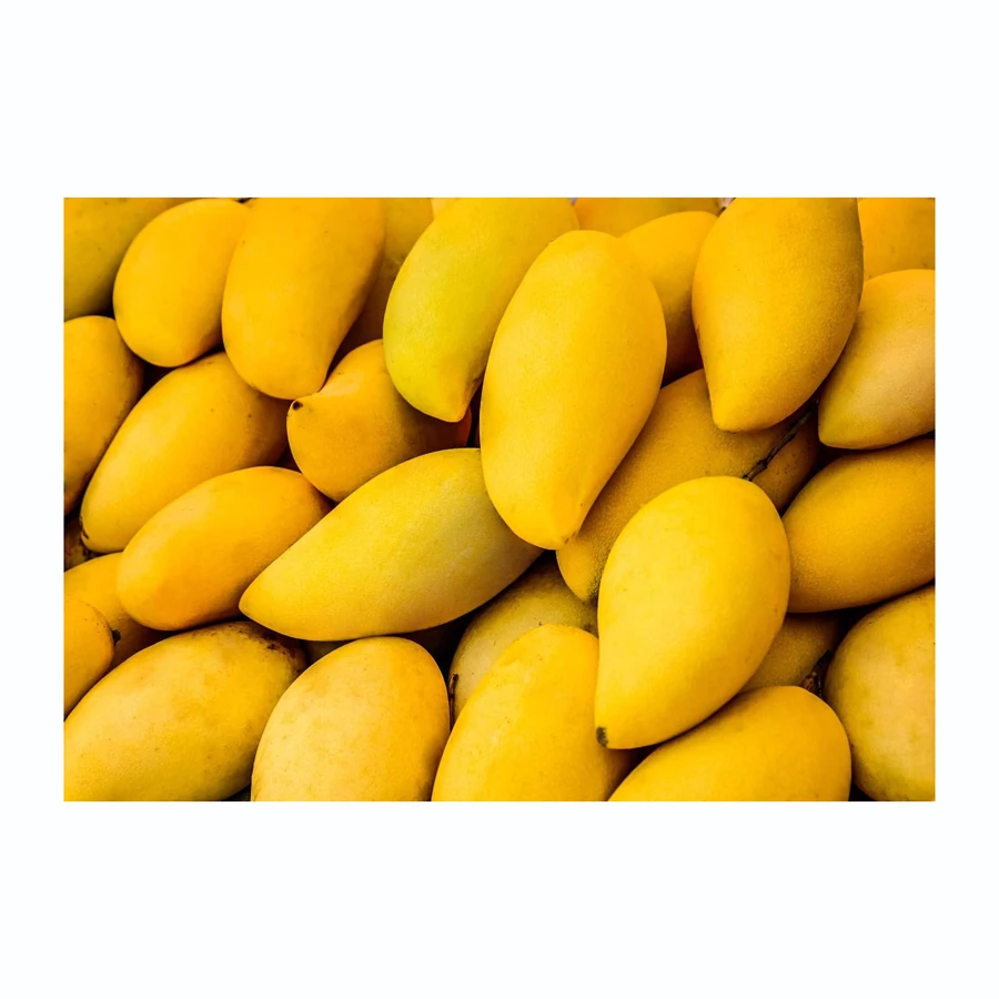Best Quality Fresh Mango Premium Grade From Pakistan Best Kind Of Mango Direct From Farm Low Price