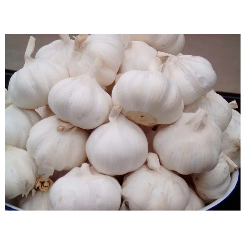 Hot Selling Price Fresh Vegetables Garlic in Bulk