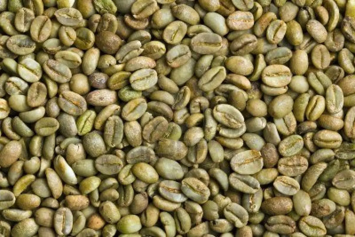 High Quality 2KG Vietnam-Sourced Arabica Green Coffee Beans Wholesome Ready for Export Low Order Accepted