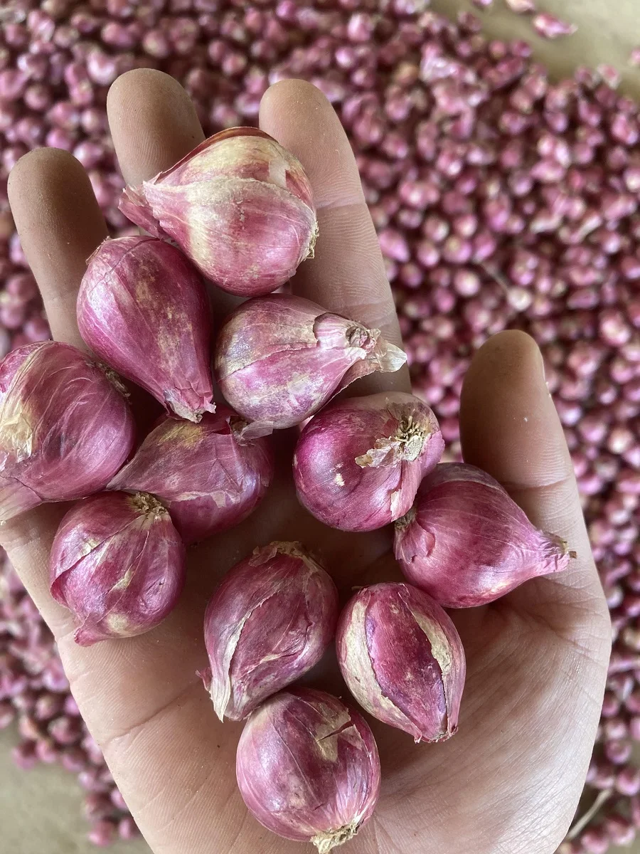 Bawang Kecil Siam Thai Vegetable Fresh Red Shallot +66934602728 Onion Mesh Bag Premium Grade from Thailand