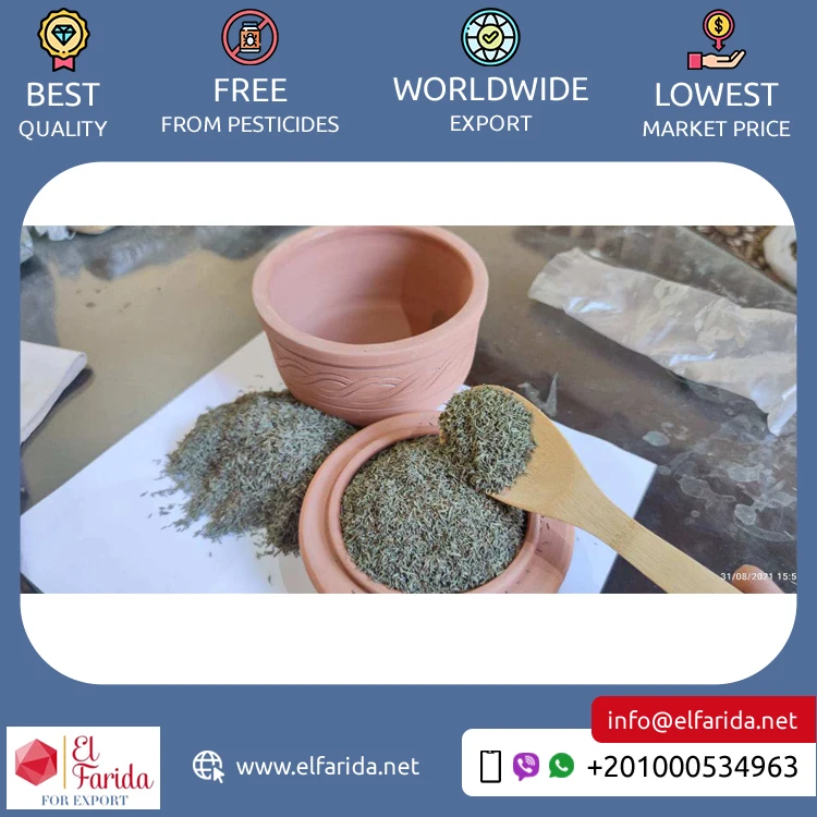 Egypt Origin Exporter of Excellent Quality Bulk Sale Single Spices & Herbs Products Green Thyme Leaves at Factory Price
