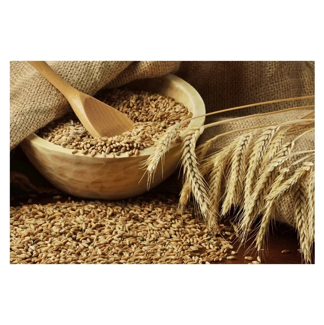 Hot Selling Price Of Organic Whole Wheat Grains In Bulk Quantity