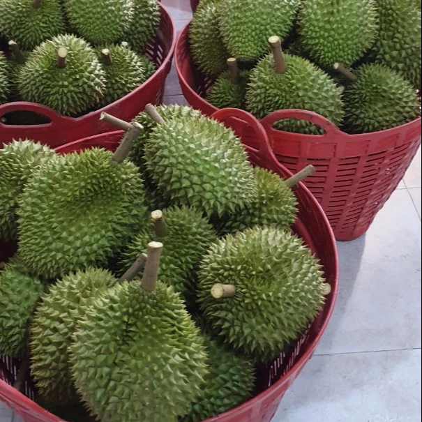 Newest crop Frezze Durian Wholesale Frozen Durian Common Cultivation Type Fresh Ri 6 Durian Export factory price