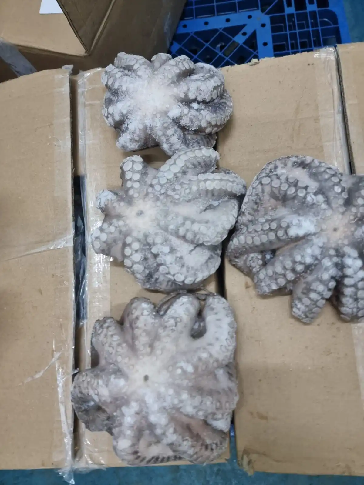 FROZEN FLOWER OCTOPUS GOOD QUALITY INDONESIAN ORIGIN
