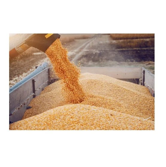 Свежая Органическая Желтая Кукуруза Канада высшее качество Сыпучие семена кукурузы в упаковке 50