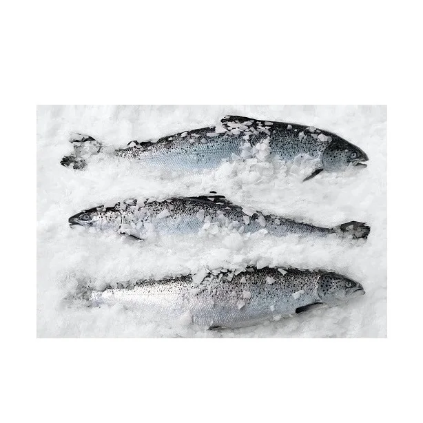 Wholesale Manufacturer and Supplier From Netherlands Frozen Salmon Whole Fish High Quality Cheap Price