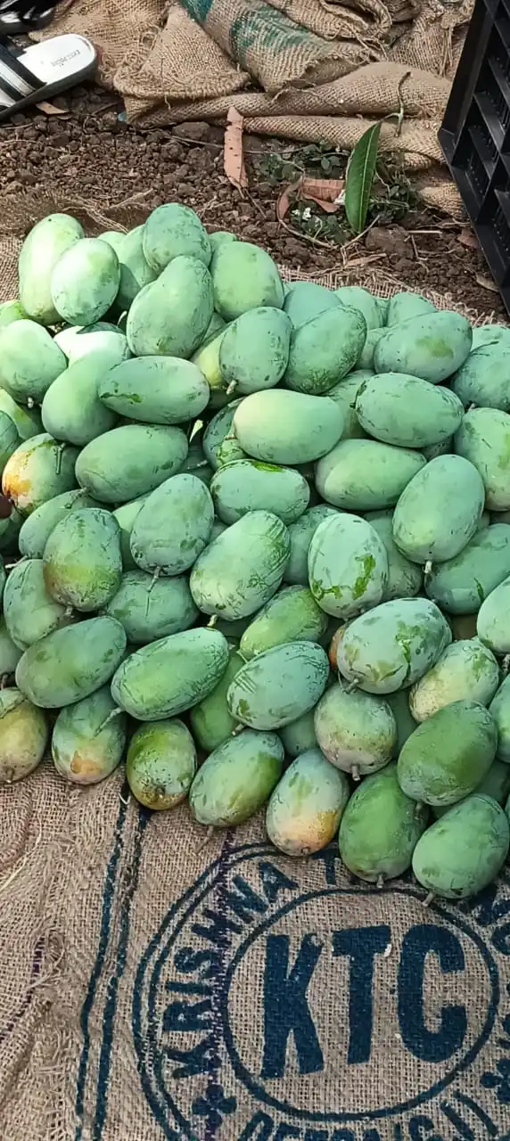 KESAR GIR GI TAGGED MANGO SWEET MANGO PEEL AND EAT MATURITY 90%