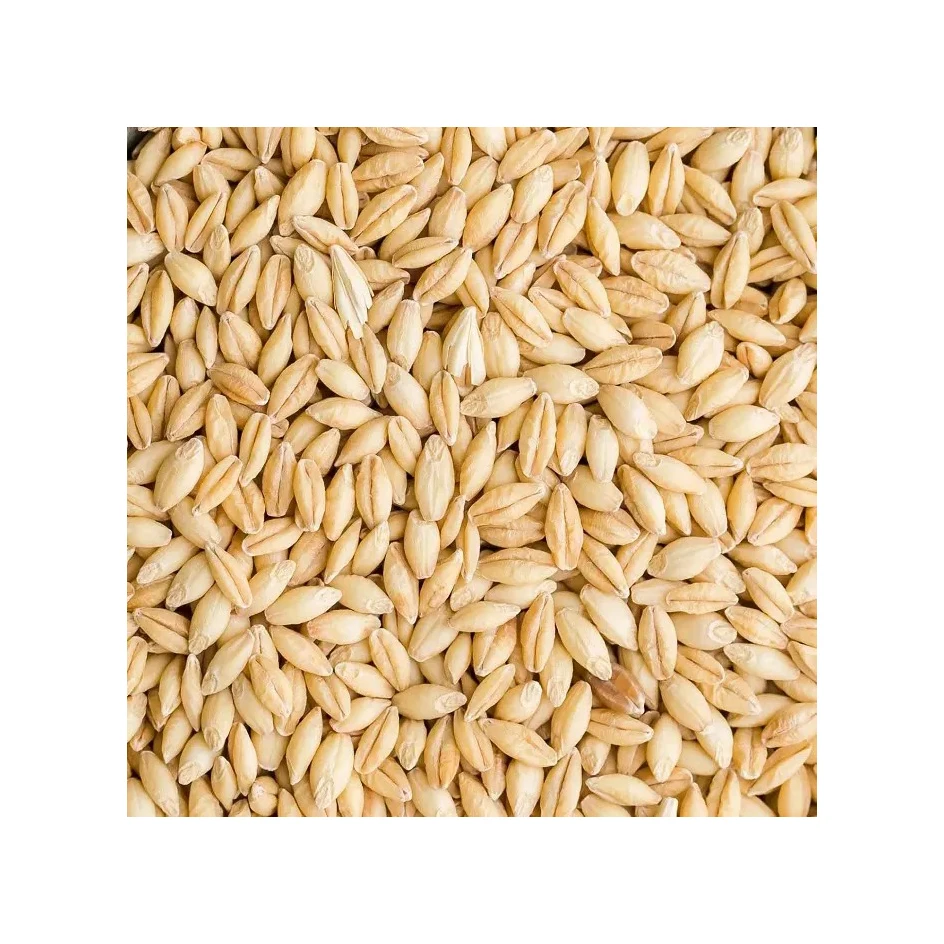 Bulk Malted Barley, Barley Grain Ready For Export