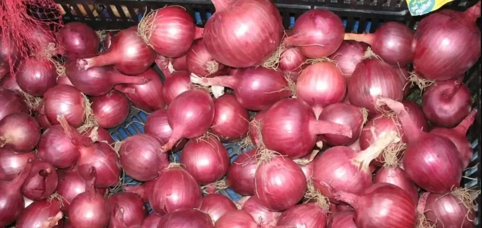 Fresh Red Onions New Harvest Wholesale Seasoned Foods spices big onions Top Grade