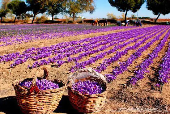 Organic Dried Saffron Powder Stylish Organic Cultivation