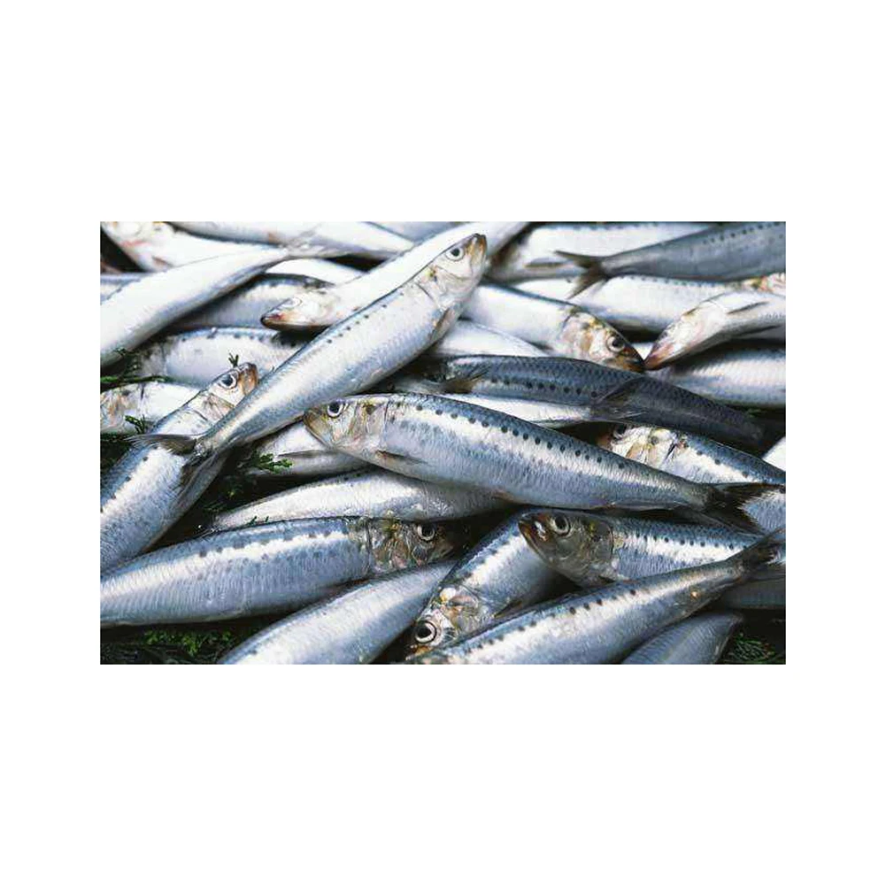 Sardine fish for sale at affordable prices Premium quality Sardine fish available for wholesale