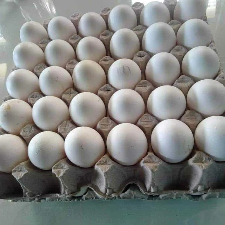 Fertilized Chicken Eggs/ Cobb 500 Broiler Chicken Eggs/Fresh Cobb 700 Fertile eggs for sale and ready for export