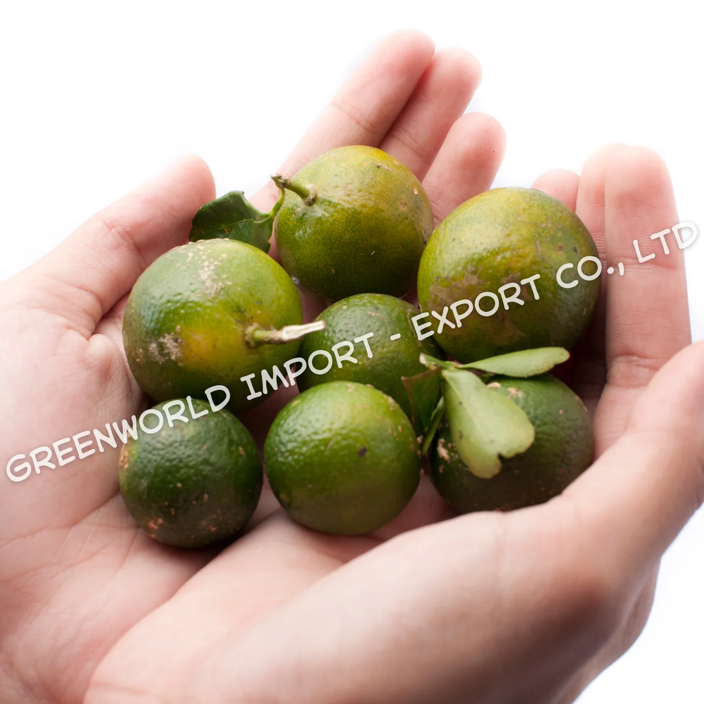 100% г., пюре натурального каламansi из свежего сырья, каламansi-каламansi с богатым витамином C и высоким качеством из Вьетнама