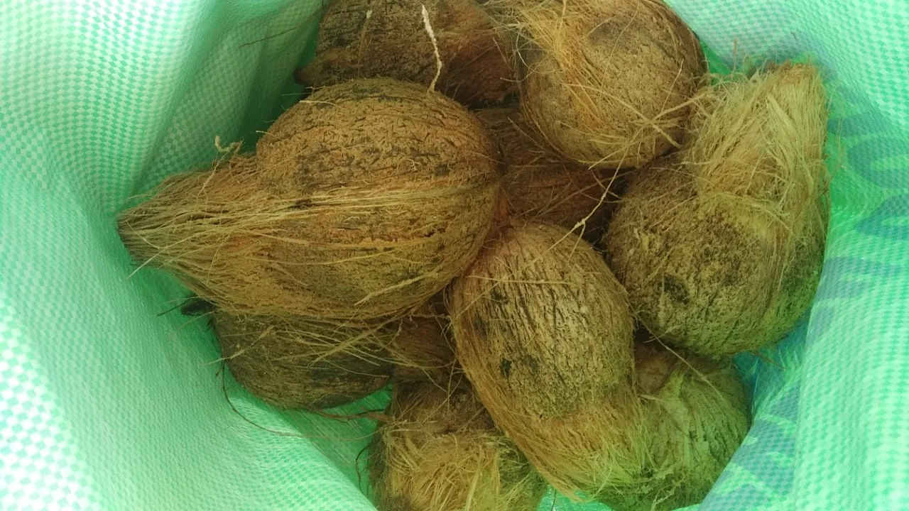 Indian Origin Semi Husked Fresh Coconuts 25 nuts per bag