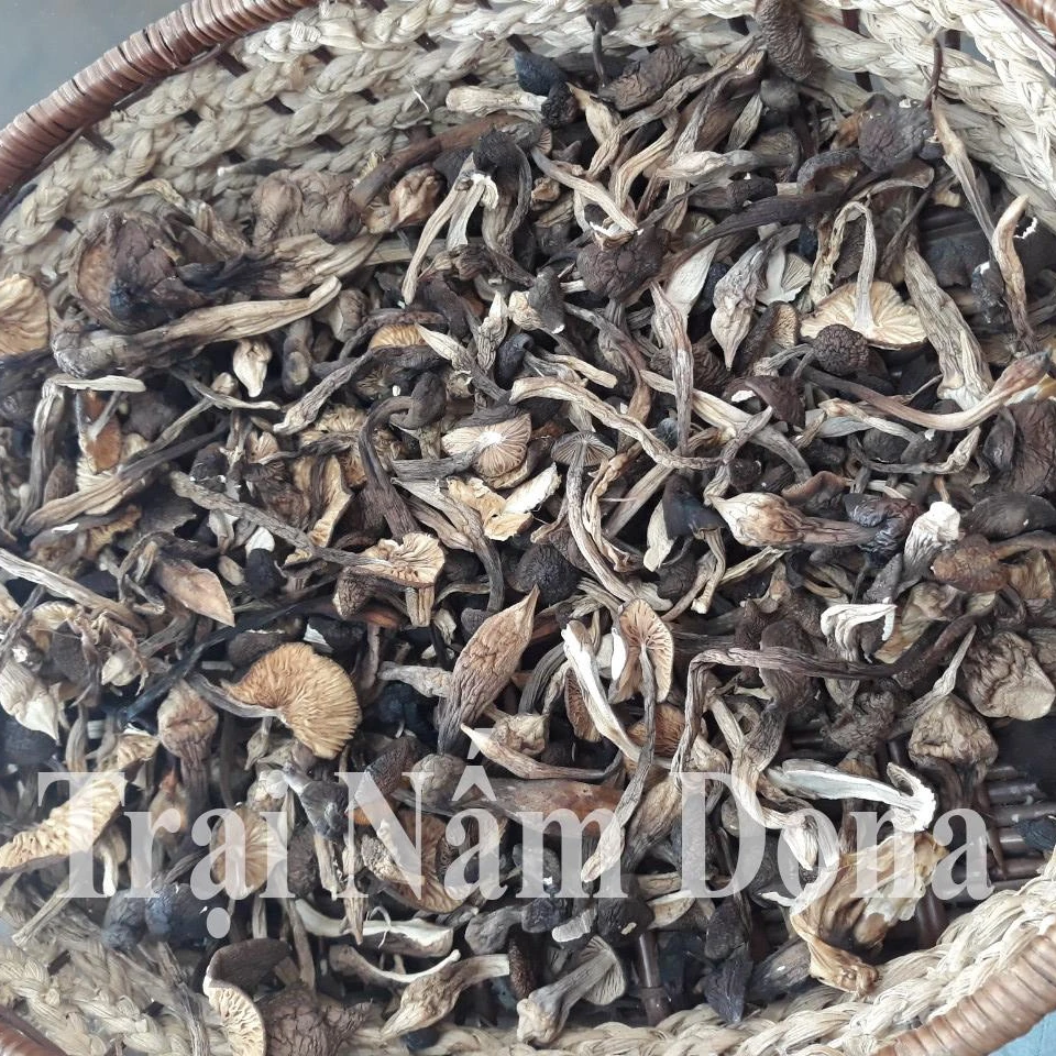 Культивируемый киновозный грибок термитов (Termitomyces albuminosus), цельный сушеный гриб, источник сырого корма для фермерского использования, низкая цена