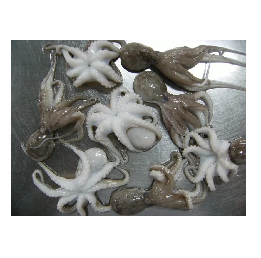 Small octopus frozen whole cleaned baby octopus