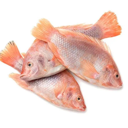 Fresh Frozen Red Tilapia Fish Red Snapper Tilapia Fish for Tilapia Fish Red Buyers origin frozen wholesale