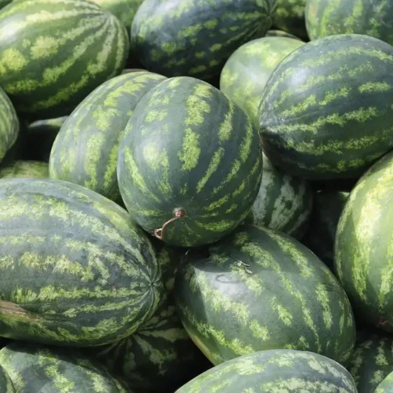 100% Natural Red Watermelon Fruit Wholesale Special Tropical Fruit Fresh Watermelon From Vietnam