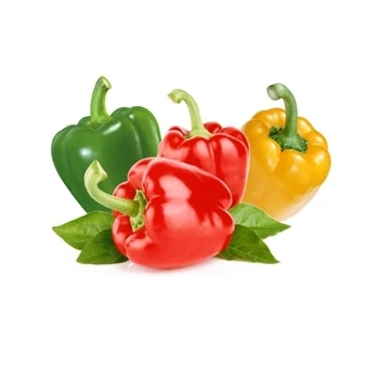 Fresh Natural Cultivated bell  Pepper