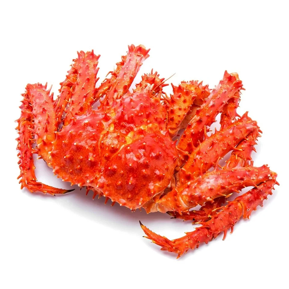 Frozen Shrimp Vannamei Block Vanhellon Shrimps 