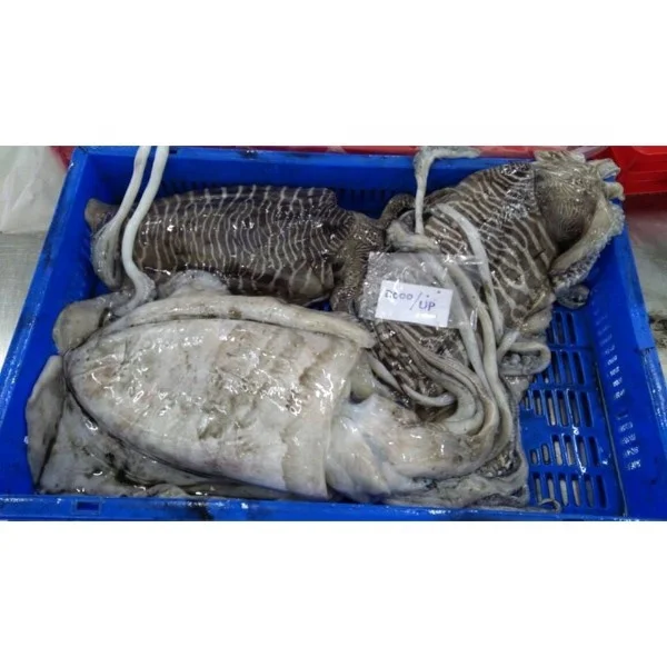 Top Quality Cuttlefish Available with Limited Stock