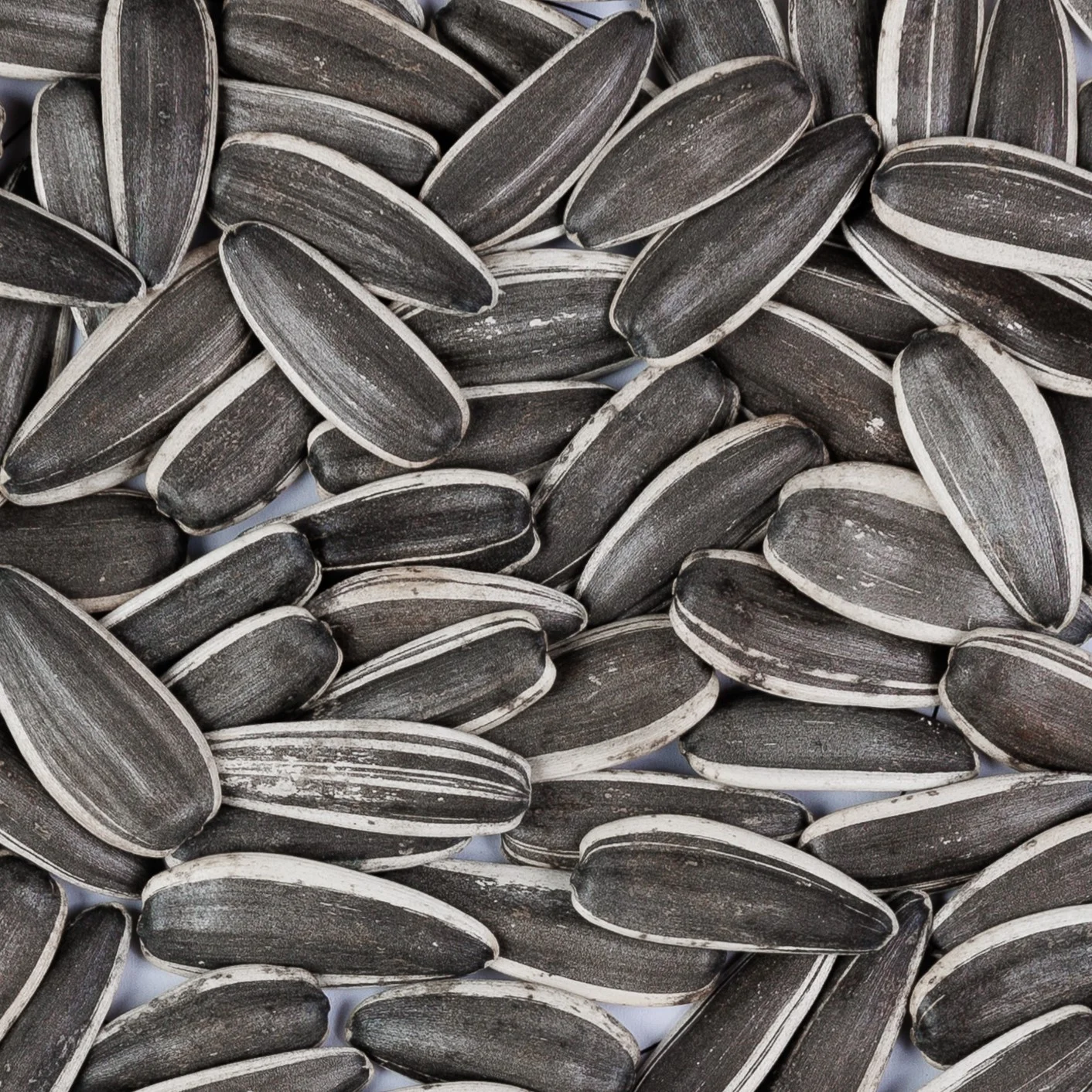 T6 NEW CROP Top Sale Big Size Long Shape Sunflower Seeds Nuts & Kernels Wholesale Snacks Bulgarian Origin BRC Quality Prompt De