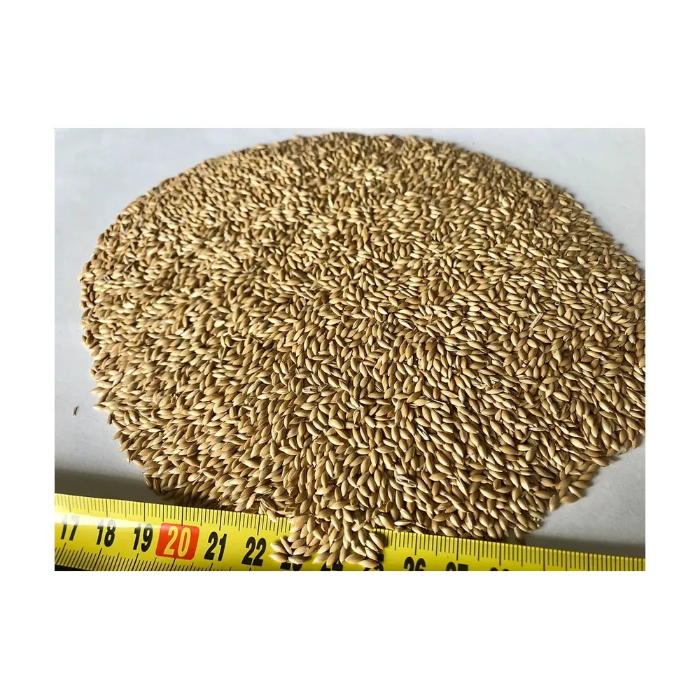 Quality Wholesale Supplier of Animal Feed Grade Organic Canary Seeds for Bulk Purchase