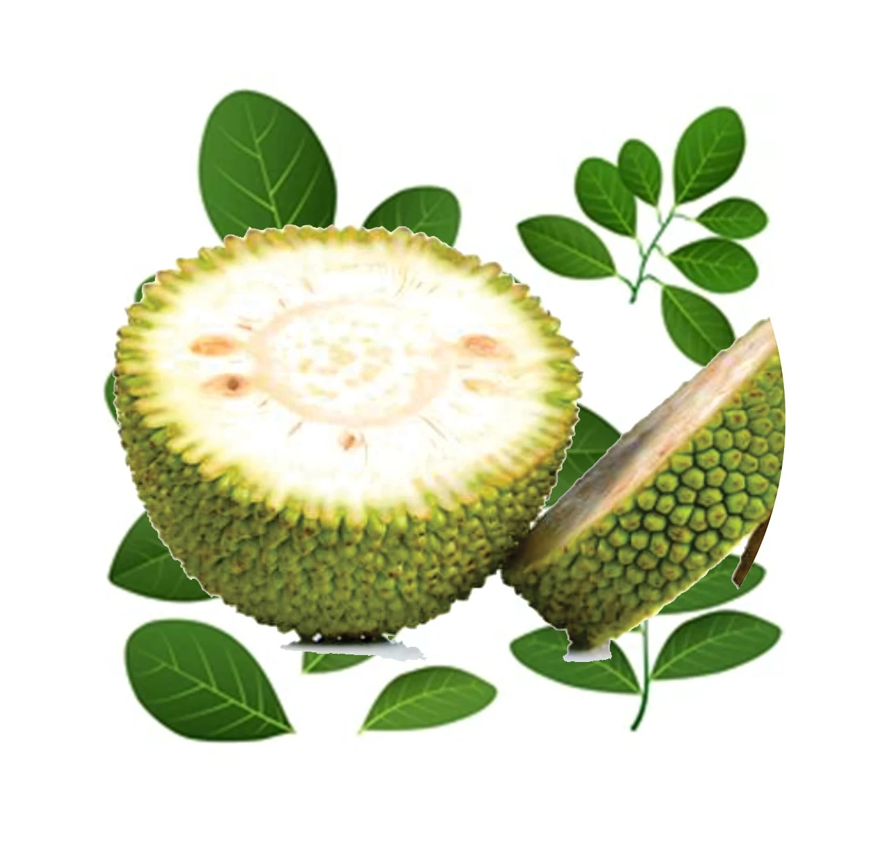 Vietnam Tropical fruit 2022 Fresh Jackfruit Fresh Green Jackfruit Nature tasste Processed Jackfruit Premium Grade