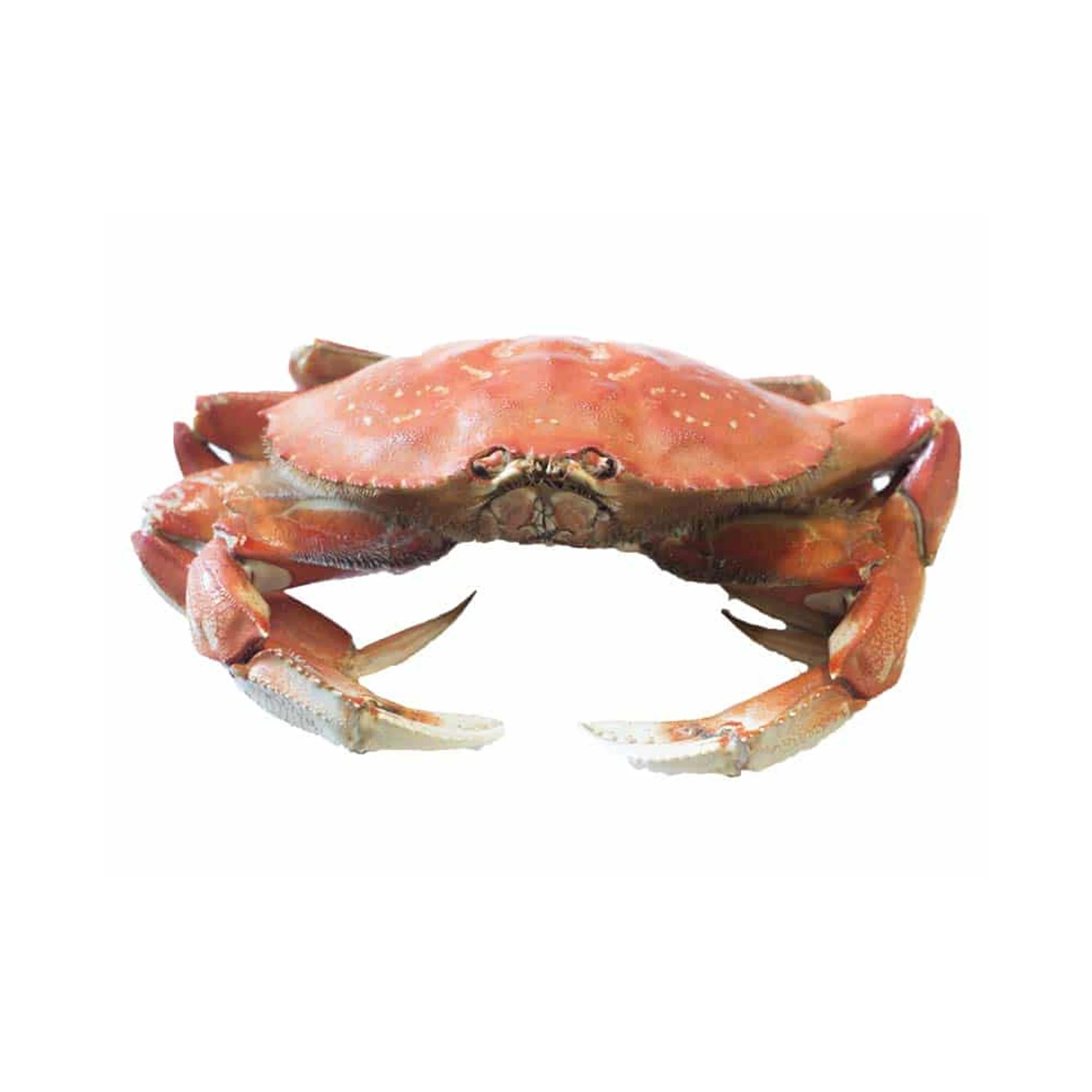 Factory supply Frozen Seafood Best Quality Wholesale Red King Crab And Swimming Crab Available  Frozen Crabs From Bangladesh