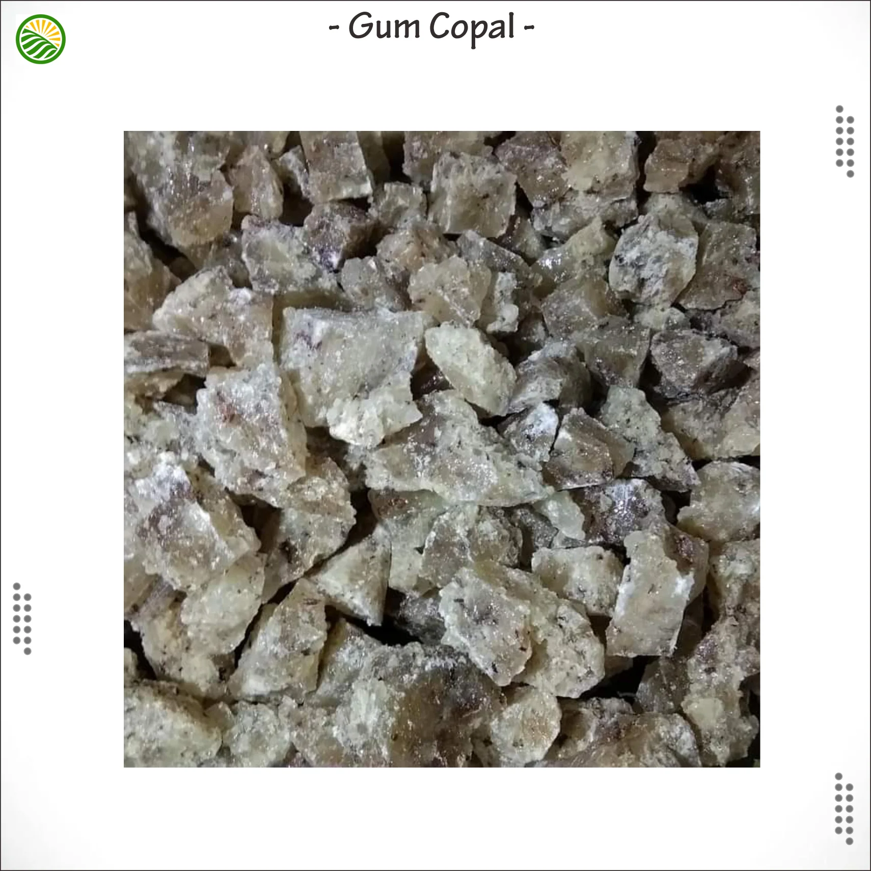 Gum Copal carried from Bacan Island Indonesia  Export Quality