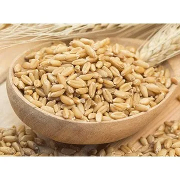 Bulk Supply of Top Quality Barley Grain for Food Industry Wholesale/ Hot Sale