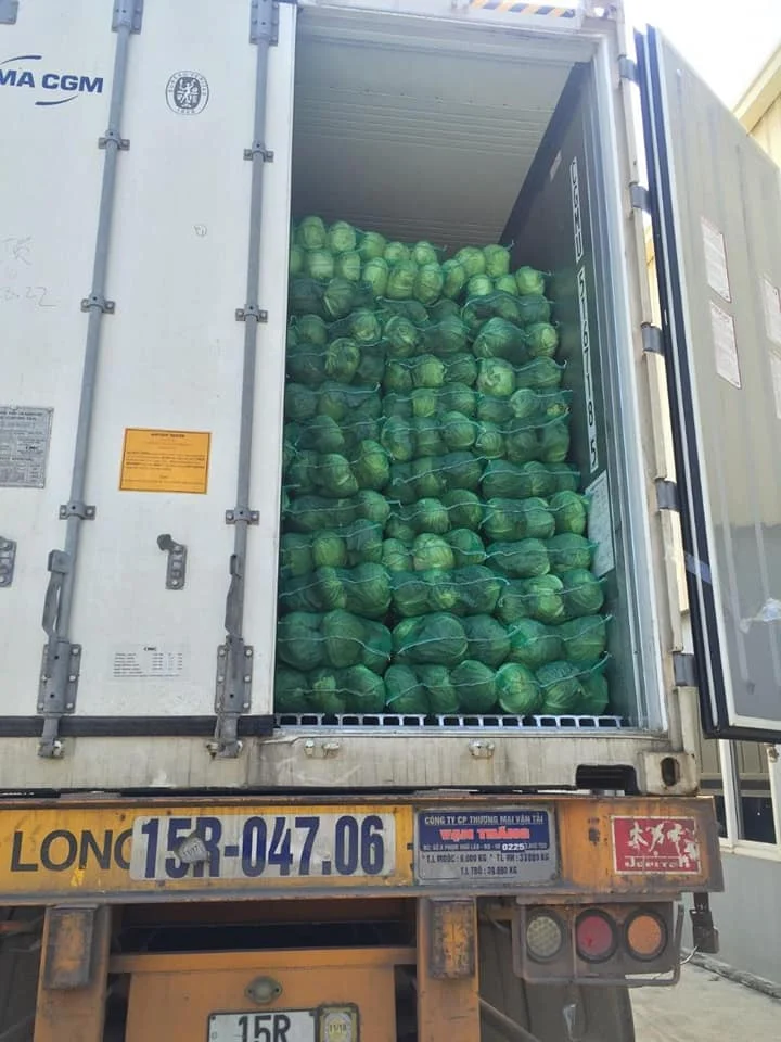 wholesales frssh cabbage with high quality from Vietnam