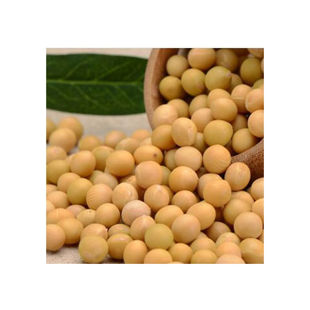 Bulk price hot sale New crop GMO and Non GMO Soyabean/Soybean ready
