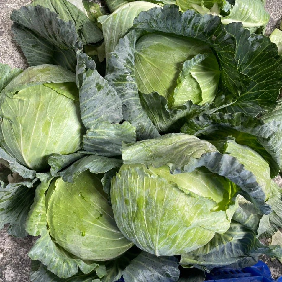 Fresh Cabbage Sakata Variety with the Best Quality and the best Price Competitive from Vietnam