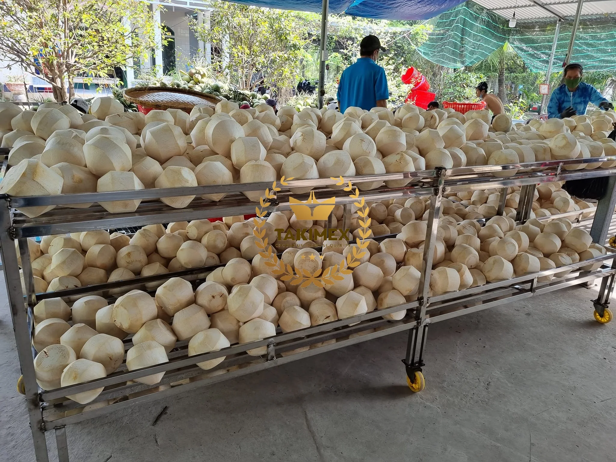 Premium Fresh Young Coconut FRESH XIEM COCONUT extremely Sweet from VIETNAM Young Green Diamond Tropical OEM