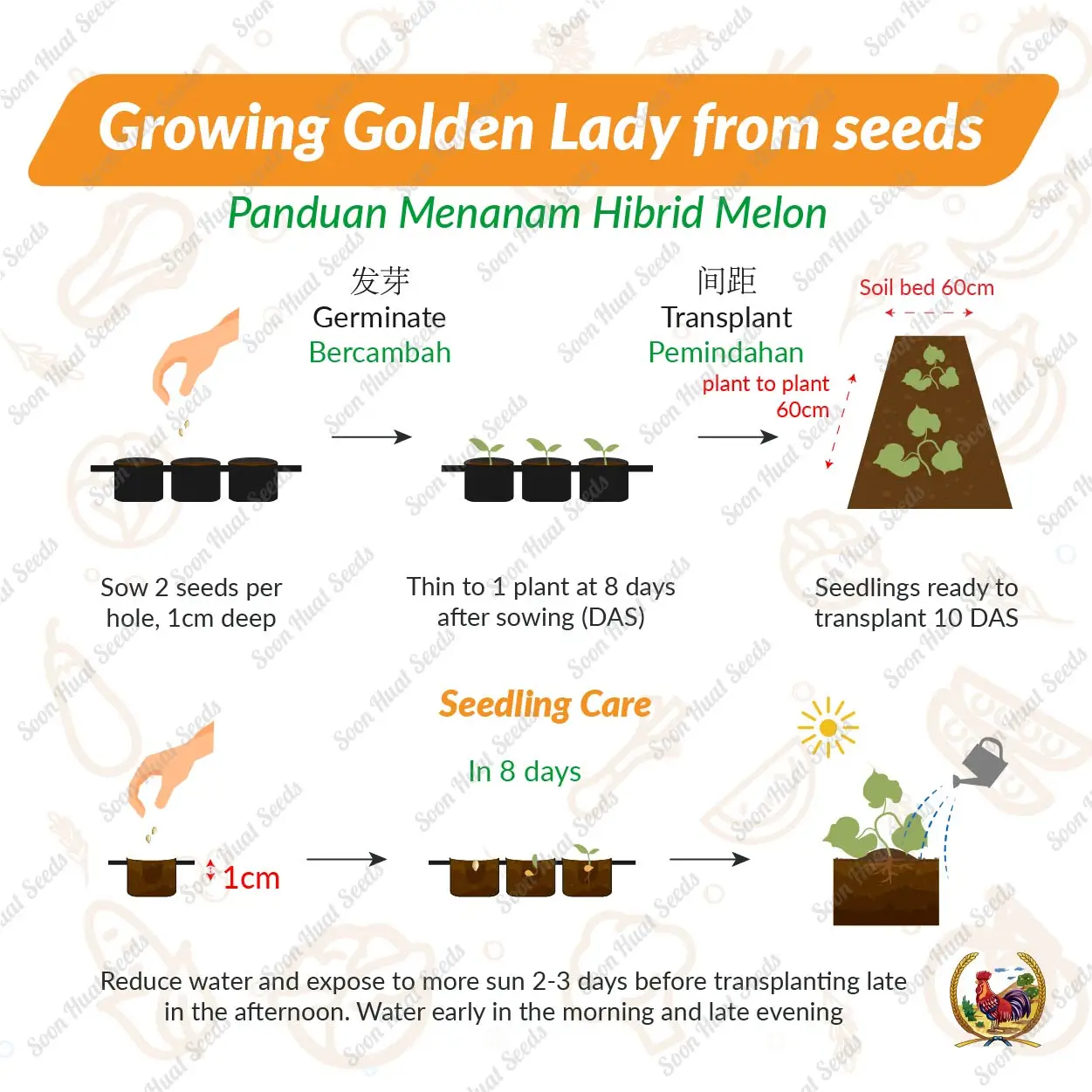 Factory Price Premium Quality Good Grade Fresh Fruits Golden Lady Melon Organics Freshness and High Sweet Malaysia Manufacturing