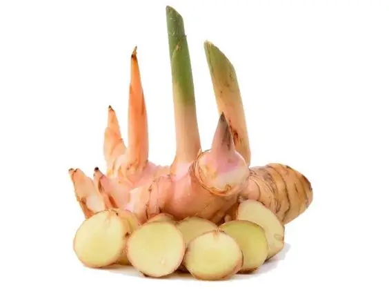 Fresh Galangal From Thailand hight quality Export Grade