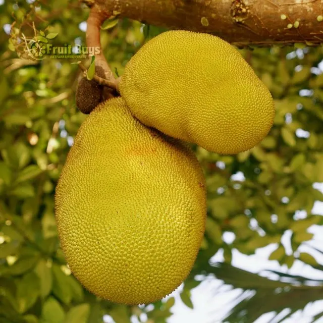 Top Dried Fruits Amazon 100% Fresh Jackfruit Vietnam Tropical Dried Jackfruit NO Sugar package 1 5 10 20 Kg