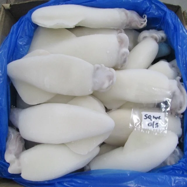 LOLIGO SQUID WHOLE CLEANED 100%  GOOD MATERIAL INDIVIDUAL FROZEN  INDIAN ORIGIN