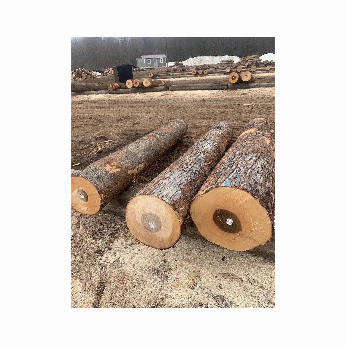 Black Walnut wood Square And Round Logs Top Grade Maple, Luan, Ayous wood, Walnut Fancy Wood Plywood Prices Logs