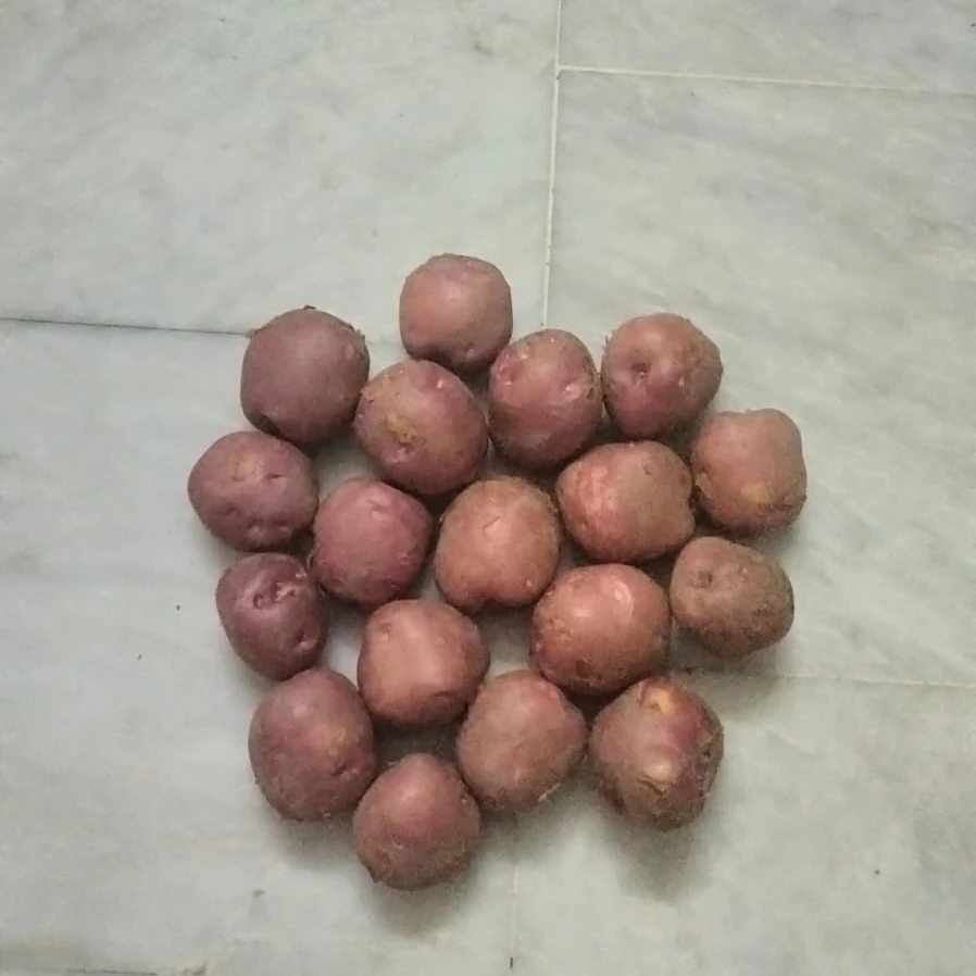 Fresh White Potato from Pakistan export quality white skin potato cheap price potato with customized packing
